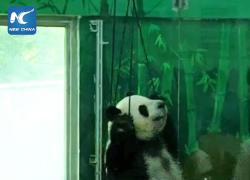 Cina: panda gigante pratica "yoga"