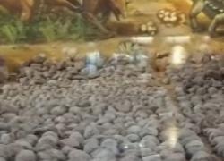 Cina: museo a Heyuan colleziona oltre 20.300 fossili di uova dinosauro