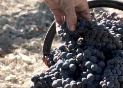Cina: azienda vinicola italiana esplora opportunità su mercato nazionale
Tenuta Perano registra crescente riconoscimento, apprezzamento da parte di consumatori cinesi