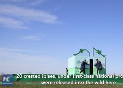 Cina: liberati in natura 20 ibis nello Jiangsu