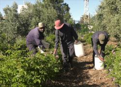 Azienda siriana punta ad espandersi nel mercato cinese tramite la CIIE