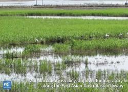 Sosta perfetta per gli uccelli migratori in Cina nord-orientale