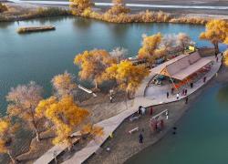 Cina: Xinjiang, turismo nella foresta di pioppi del deserto (2)