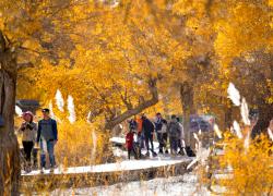 Cina: Xinjiang, turismo nella foresta di pioppi del deserto (1)