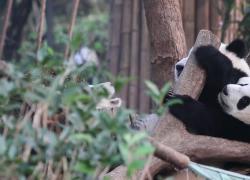 Cina: giovani britannici affascinati da veri panda e oggetti a tema