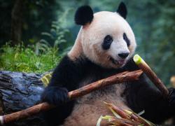 Cina: apre centro nazionale di conservazione, ricerca su panda giganti