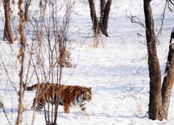 Cina: tigri siberiane nella neve nell'Heilongjiang (3)