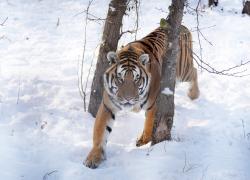 Cina: tigri siberiane nella neve nell'Heilongjiang (2)