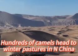 Cina: Mongolia Interna, cammelli si dirigono verso pascoli invernali