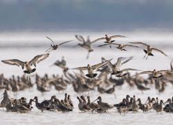 Cina: IA promuove conservazione uccelli in maggior lago d'acqua dolce del Paese