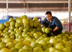 Cina: Guangxi, raccolta dei pomeli (2)