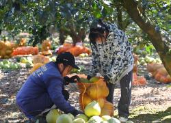 Cina: Guangxi, raccolta dei pomeli (1)