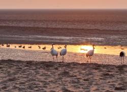 Cina: riserva naturale diventa paradiso per uccelli migratori internazionali
Riserva naturale nazionale del delta del fiume Giallo si impegna per conservazione di zone umide