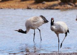 Cina: riserva naturale registra record storico di rare gru in svernamento