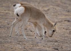 Cina: Xinjiang, natura prospera in riserva montana grazie a sforzi di conservazione