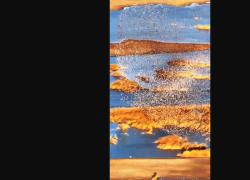 Raro sguardo alle anatre che si radunano in una riserva naturale cinese