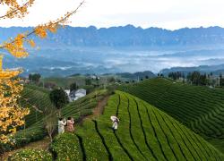 Cina: Hubei, panorama di piantagioni del tè a Hefeng (2)