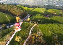 Cina: Hubei, panorama di piantagioni del tè a Hefeng (1)