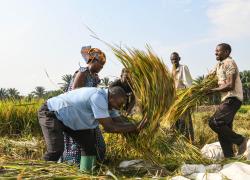 Rapporto, cooperazione agricola BRI aiuta a ridurre fame in Paesi meno sviluppati