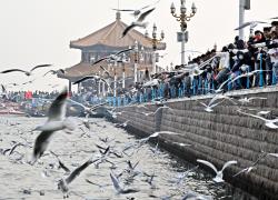 Cina: gabbiani in volo a Qingdao (2)