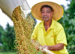 Cina: registra produzione cerealicola record in 2023 (2)