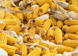 Cina: registra produzione cerealicola record in 2023 (1)
