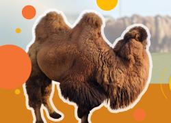 Cina: cooperativa di allevamento di cammelli nello Xinjiang