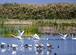 Cina: presenta lista di habitat chiave per fauna selvatica terrestre