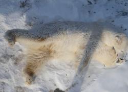 Cina: team sviluppa fibra da tessitura ispirata a pelliccia orsi polari