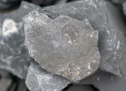 Cina: scoperta di fossili nello Yunnan (2)