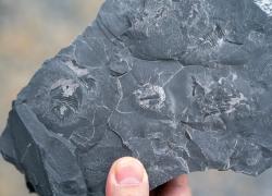 Cina: scoperta di fossili nello Yunnan (1)
