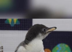 Cina: Shanghai, 7 piccoli di pinguino nascono in parco oceanico