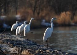 Cina: Shanxi, garzette sul fiume Fenhe (2)