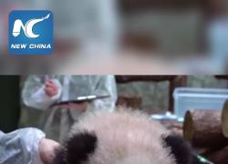 Russia: primo cucciolo di panda gigante del Paese chiamato Katyusha