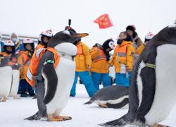 Cina: turisti incontrano i pinguini ad Harbin (2)
