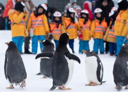 Cina: turisti incontrano i pinguini ad Harbin (1)
