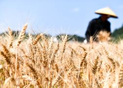 Cina: acquistati oltre 400 mln tonnellate di cereali nel 2023