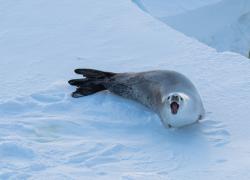 Cina: Xuelong 2, spedizione antartica in Mare di Amundsen (3)
