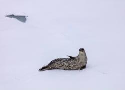 Cina: Xuelong 2, spedizione antartica in Mare di Amundsen (2)