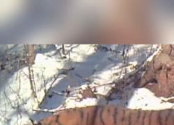 Cina: Heilongjiang, scoperta immagine di tigre siberiana selvatica a rischio