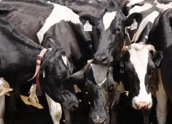 Produttori lattiero-caseari australiani sondano meglio mercato cinese