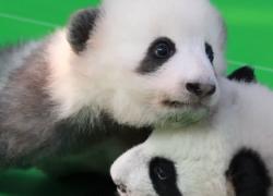 Panda giganti testimoni dell'amicizia tra Cina e Francia