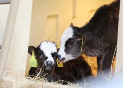 Cina: clona con successo bovini in via di estinzione a Chongqing (2)