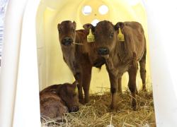 Cina: clona con successo bovini in via di estinzione a Chongqing (1)