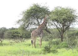 Tanzania sempre più popolare tra i turisti cinesi