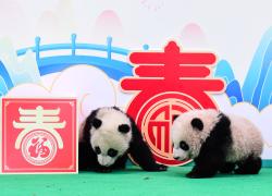 Cina: Sichuan, cuccioli di panda gigante a Chengdu (2)