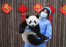 Cina: Sichuan, cuccioli di panda gigante a Chengdu (1)