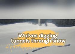 Cina: Xinjiang, lupi scavano un tunnel nella neve alta