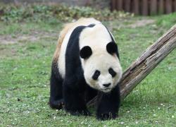 Spagna: festa di addio per famiglia di panda a Madrid (2)