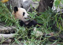 Spagna: festa di addio per famiglia di panda a Madrid (1)